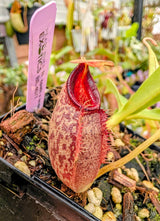 N. spathulata x aristolochioides BE-4077