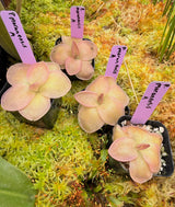 Pinguicula moranensis A