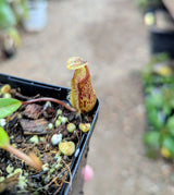 Nepenthes hamata x (lowii x tentaculata) BE-4526