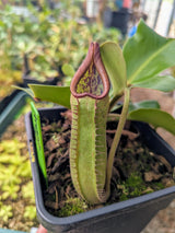 Nepenthes truncata “Red” *XL SPECIMEN*
