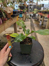 Nepenthes unknown varieties