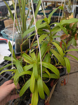 Nepenthes ventricosa *ROOTED CUTTINGS*