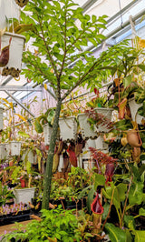 Amorphophallus konjac (dormant corm)