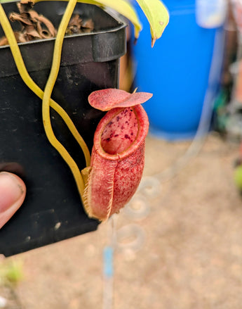 Nepenthes spathulata x tenuis BE-3981