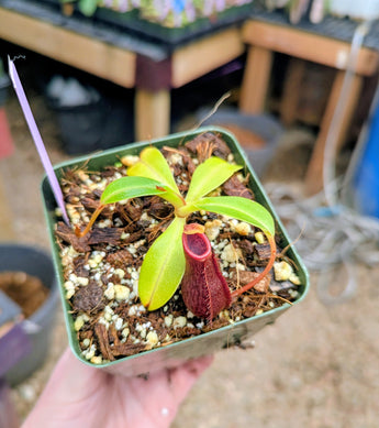 Nepenthes 'Bill Bailey' x robcantleyi BE-3965