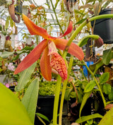 Brassocattleya Golden Glory (Richard Mueller x L. tenebrosa)