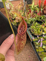 Nepenthes rajah x eymae AW