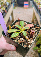 Nepenthes rajah x lowii BE-4502