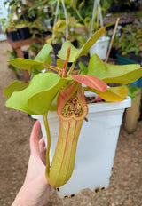 Nepenthes truncata SEED-GROWN *SPECIMEN*