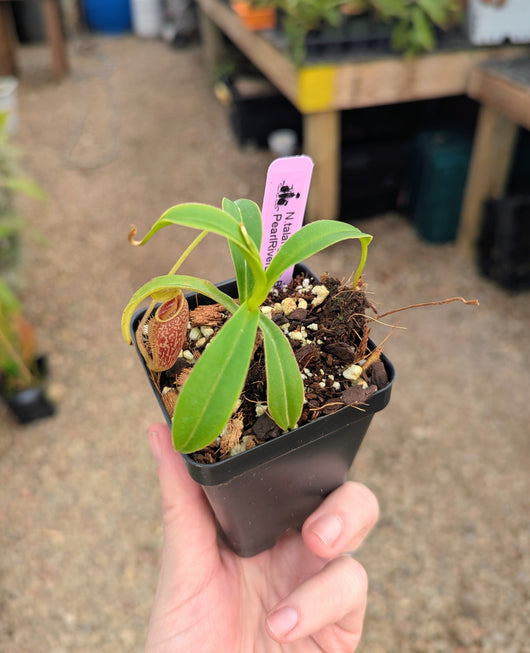 Nepenthes talangensis BE-4075