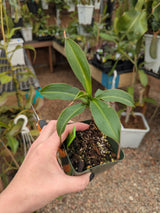 Nepenthes petiolata x talangensis BE-3762