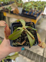 Nepenthes hamata (Tambusisi) x veitchii (Bario) BE-3943