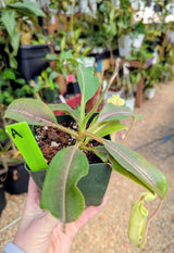 Nepenthes maxima *SEED GROWN SPECIMENS*
