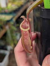 Nepenthes diabolica x burbidgeae BE-4626