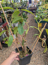 Nepenthes vogelii BE-3256 *ROOTED CUTTING*