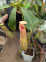 Nepenthes veitchii (Hose Mountains) *XL SPECIMENS*