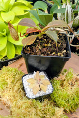 Holiday Carnivore Sampler