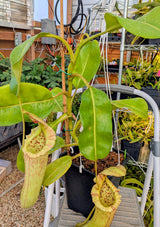 Nepenthes maxima x truncata *SPECIMEN*