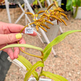 Nepenthes spectabilis BE-3768 *SEED-GROWN* *SPECIMEN*
