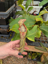 Nepenthes veitchii x bellii *SPECIMEN*