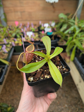 Nepenthes gymnamphora x tenuis BE-4069