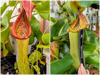 Nepenthes truncata (Gertie x Edgar) Seeds
