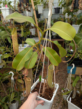 Nepenthes maxima x truncata *SPECIMEN*