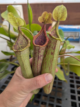 Nepenthes maxima x truncata *PRE clone A* *ROOTED CUTTINGS*