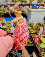 Nepenthes rafflesiana x sibuyanensis 'Suki' BE-3819