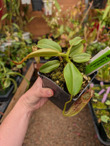Nepenthes eymae