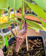 Nepenthes zakriana “Triplet” *ROOTED CUTTING SPECIMEN*