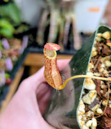 Nepenthes 'Helen' BE-4528 - selected cultivar