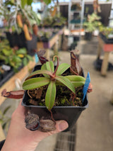 Nepenthes burkei x hamata BE-3747