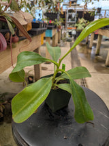 Nepenthes unknown varieties