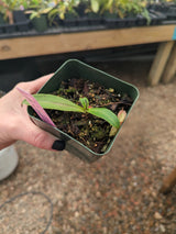 Nepenthes ampullaria x campanulata BE-3840
