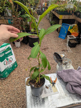 Nepenthes "Poi Dog" (Leilani) *X-Large specimens*