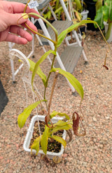 Nepenthes spectabilis BE-3768 *SEED-GROWN* *SPECIMEN*
