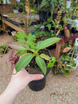 Nepenthes x Alisaputrana BE-3865 *SEED-GROWN* *SPECIMENS*
