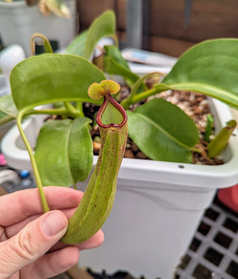 Nepenthes (maxima x boschiana) x truncata *ROOTED CUTTINGS*