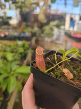 Nepenthes spectabilis x tenuis BE-3884