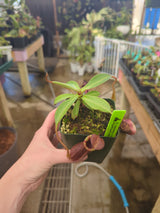 Nepenthes spectabilis x lowii BE-4524