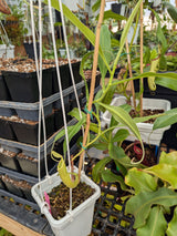 Nepenthes xSplendiana