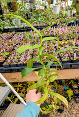 Nepenthes ventricosa (WG) *CONFIRMED FEMALE* *Rooted Cuttings*