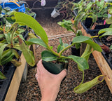 Nepenthes truncata “Pasian” BE-3203