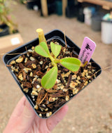 Nepenthes chaniana BE-3673