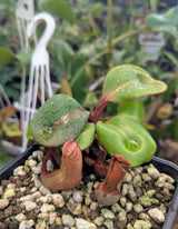 Nepenthes clipeata (Mount Kelam, Kalimantan, Borneo) - AW Clone U