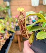 Nepenthes platychila x fusca BE-3847
