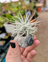 Feather Rock magnet for Air Plants