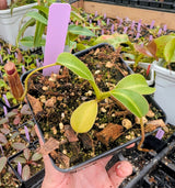 N. (lowii × tentaculata) × lowii  BE-4700
