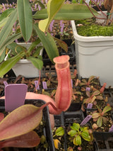 N. veitchii x ventricosa BE-4674